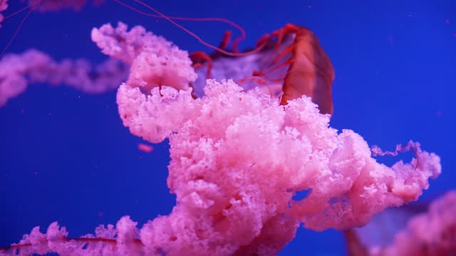 Glowing jellyfish swimming in aquarium