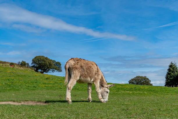 istock old donkey grazing at the green meadow 1483112441