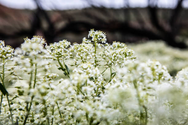 White Spring Flowers Coming To Life with Dark Trees in Background. Moody Vibe. Life After Death.