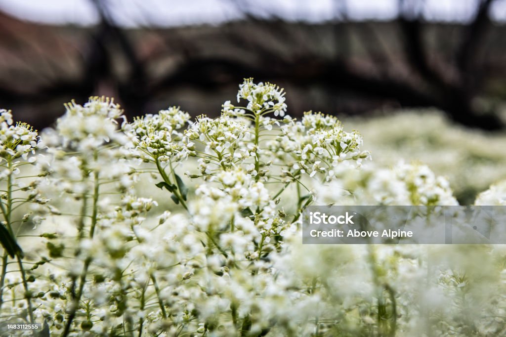 White Spring Flowers Coming To Life After Death White Spring Flowers Coming To Life with Dark Trees in Background. Moody Vibe. Life After Death. Backgrounds Stock Photo