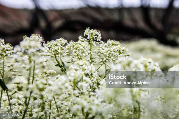 White Spring Flowers Coming To Life After Death Stock Photo - Download Image Now - Backgrounds, Beauty, Beauty In Nature