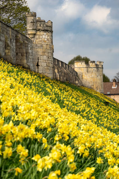 istock York city walls with Springtime daffodils and copy space 1483112612