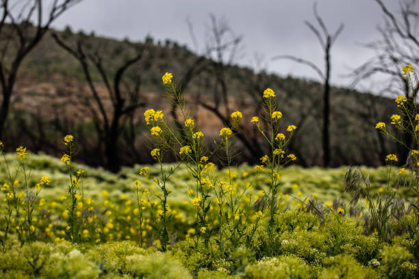 Yellow Spring Flowers Blossoming in Foreground Burnt Trees and Mountains in Background Moody Vibe Overcast Sky. Beauty in Death.