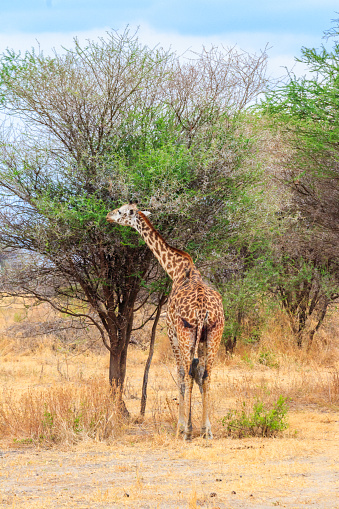 Giraffe walking on the meadow eating leaves from the tree in the wild savannah during sunny day