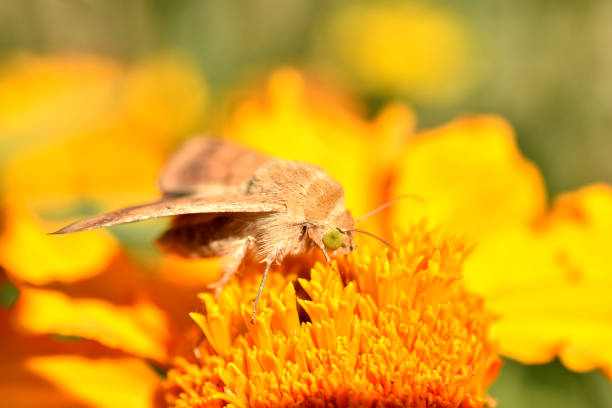 Butterfly moth with green eyes drinks nectar from a flower, close-up.