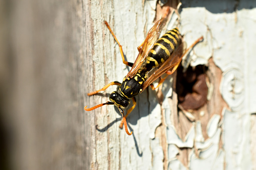 The female wasp sank down on an old board and raised her wings to bask in the sun.