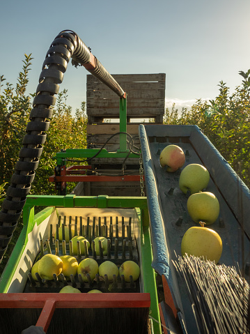 Harvesting and sorting machine for golden apples in the field in full harvest. Industrial agriculture.