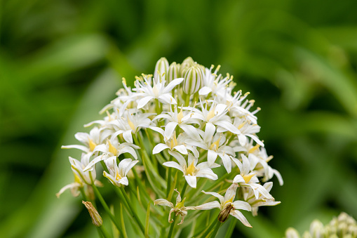 Close up of white Portugese suill (scilla peruviana) flowers in bloom