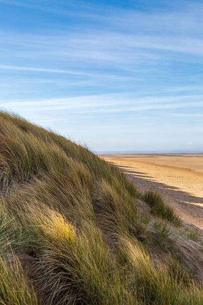 istock Marram grass covered sand dunes and the vast sandy beach, at Formby on the Merseyside coast 1483117731