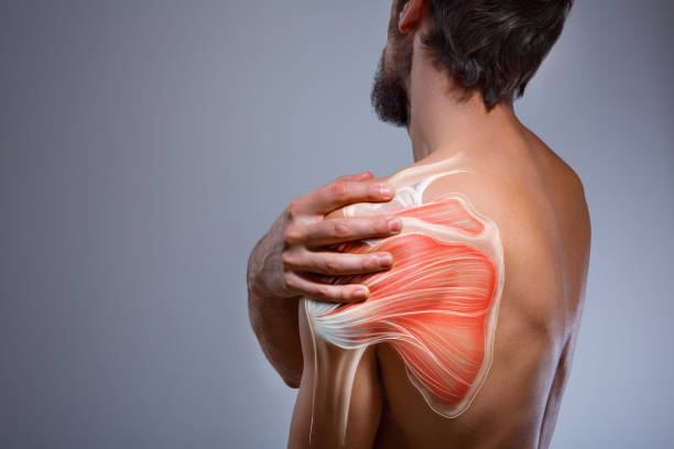 Shoulder muscle and nerve pain, man holding painful zone injured point, human body anatomy Healthcare and medicine human anatomy illustration muscle and bone aches stock pictures, royalty-free photos & images