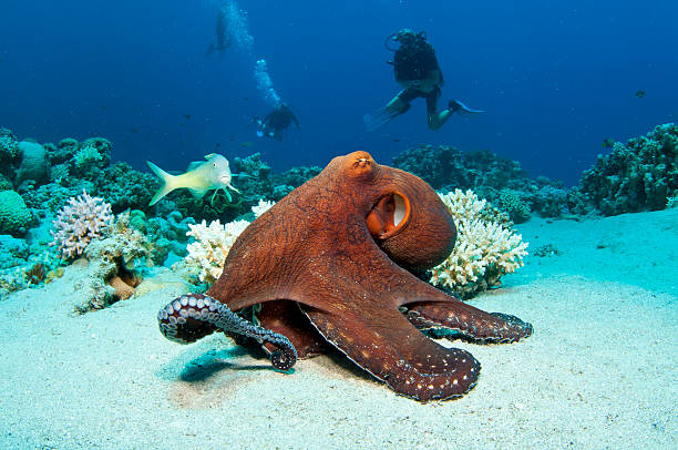 A large red octopus under the ocean Red Octopus on coral reef in the Red Sea in clear blue water with scuba divers behind octopus stock pictures, royalty-free photos & images