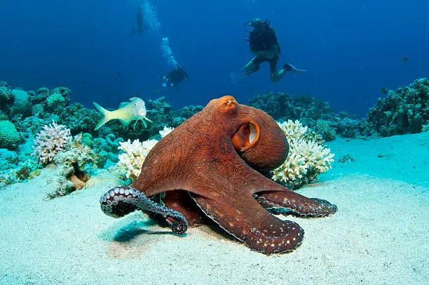 Red Octopus on coral reef in the Red Sea in clear blue water with scuba divers behind
