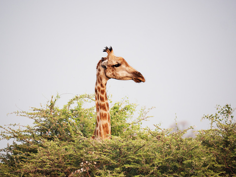 A girav hiding behind an acacia tree