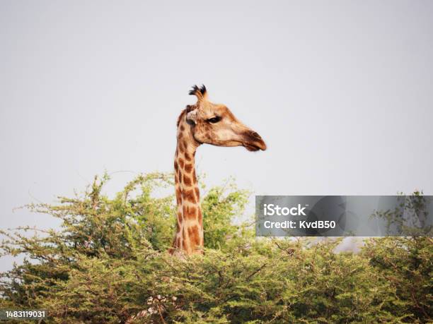 A Girav Hiding Behind An Acacia Tree Stock Photo - Download Image Now - Giraffe, Tall - High, Landscape - Scenery