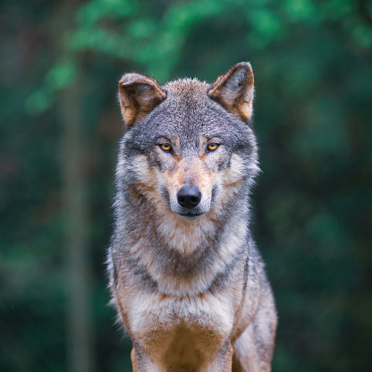Lobo gris (Canis Lupus) mirando directamente en el bosque photo