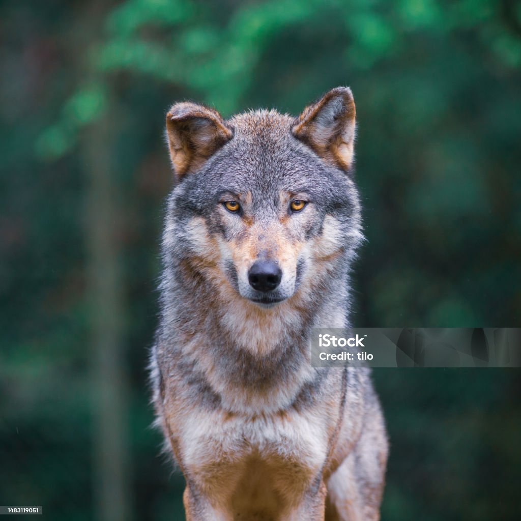 Grey wolf (Canis Lupus) looking straight in the forest Grey wolf (Canis Lupus) also known as Timber wolf, looking straight in the forest Wolf Stock Photo