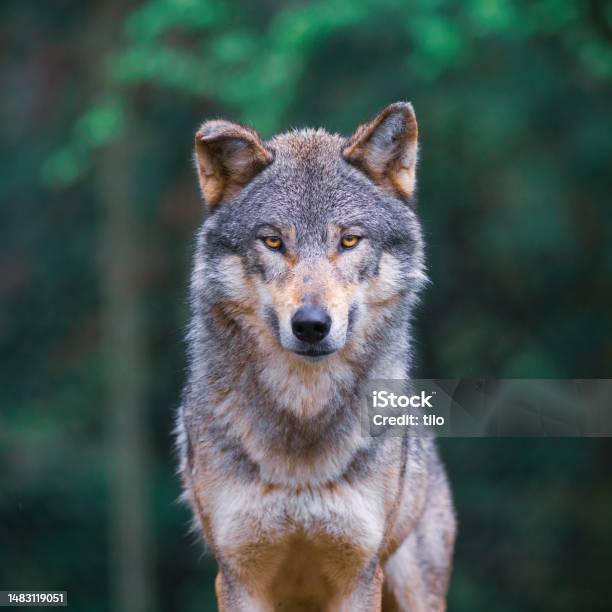 Grey Wolf Looking Straight In The Forest Stock Photo - Download Image Now
