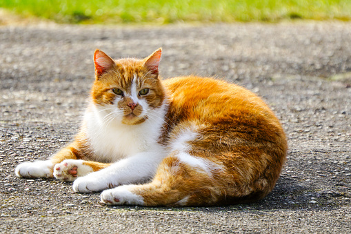 A beautiful maroon and white homeless cat is lying on the asphalt in an urban environment