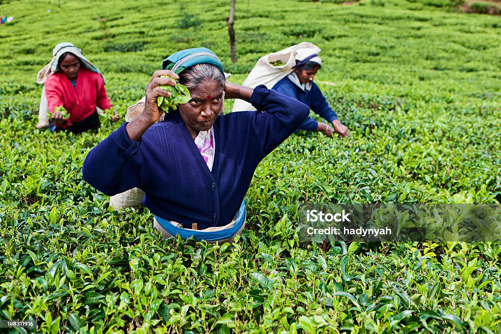 Selettori Tamil tè, Sri Lanka - Foto stock royalty-free di Adulto