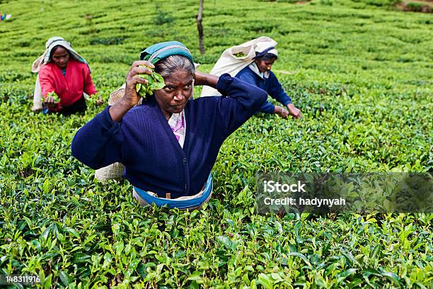 Selettori Tamil Tè Sri Lanka - Fotografie stock e altre immagini di Adulto - Adulto, Agricoltura, Ambientazione esterna