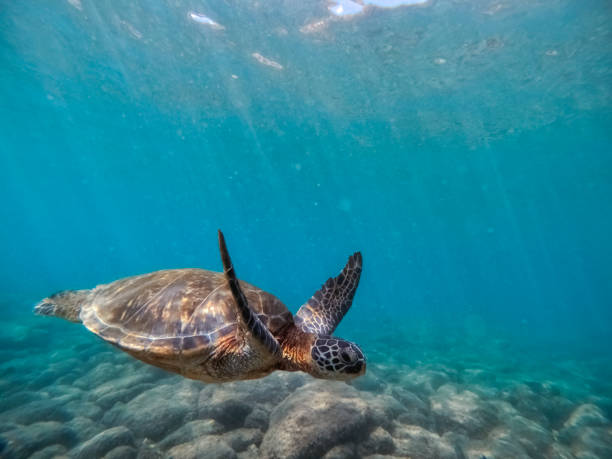 istock Hawaiian Green Sea Turtle 1483120257