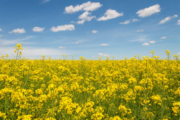 istock Rapeseed field against a beautiful blue sky 1483120409