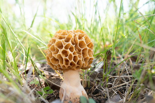 Natural Fungus Mushroom in Green Nature Photo