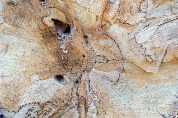 istock The trunk of the tree serves as a support for the crown. 1483120648