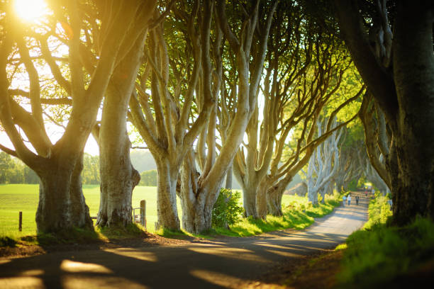 Tourists visiting The Dark Hedges, an avenue of beech trees along Bregagh Road in County Antrim. Tourist attractions in Northern Ireland. stock photo