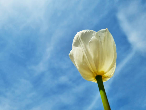 The view of the white tulip towards the sky gives an aesthetic and artistic atmosphere as well as the tulip itself.