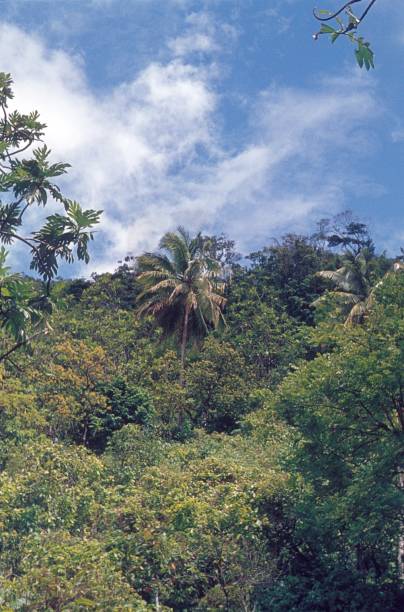 西インド諸島、セントルシア島のジャングル - st lucia antilles eco tourism tourism ストックフォトと画像