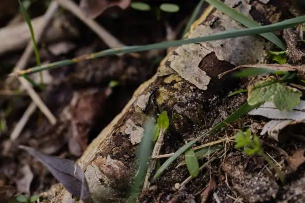 Lots of 
black ants walking on an old tree trunk in the forest