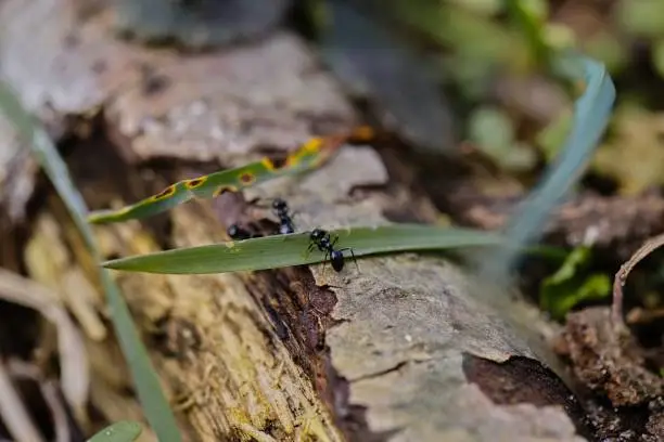 Lots of 
black ants walking on an old tree trunk in the forest