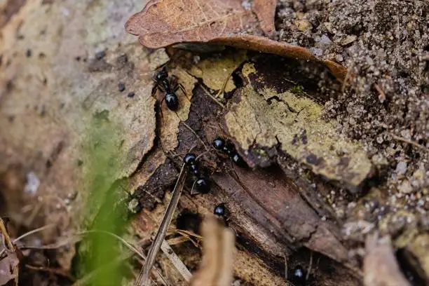 Lots of 
black ants walking on an old tree trunk in the forest