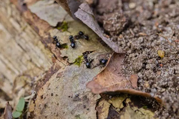 Lots of 
black ants walking on an old tree trunk in the forest