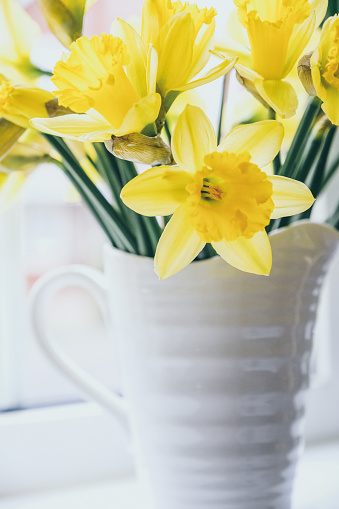 Yellow Daffodils in jug vase on  windowsill