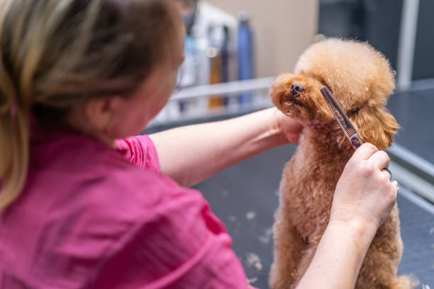 istock specialized pet salon where expert groomer care for poodle dogs, using scissors 1483125186