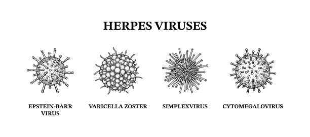 illustrazioni stock, clip art, cartoni animati e icone di tendenza di virus dell'herpes. set di microrganismi disegnato a mano. illustrazione vettoriale scientifica in stile schizzo. - citomegalovirus