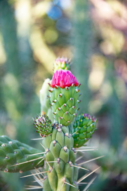 istock . Close up of cactus with pink flower in spring 1483126744