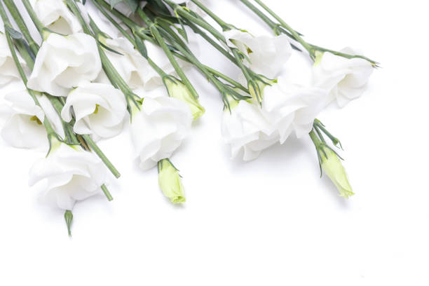 istock Bouquet of white Lisianthus isolated a white background with copy space. 1483128169