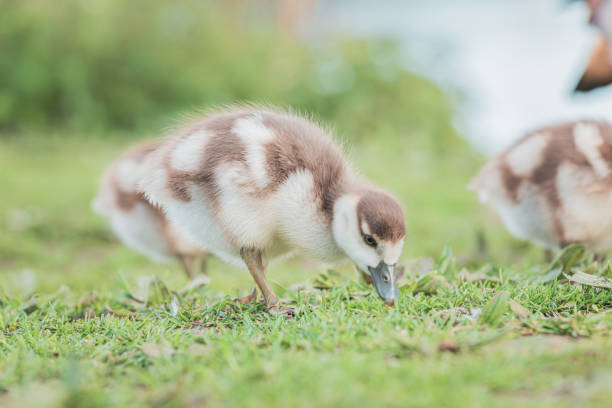 Baby Egyptian goose in the riverside, Spring, England, daytime