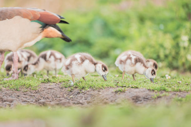 Baby Egyptian goose in the riverside, Spring, England, daytime