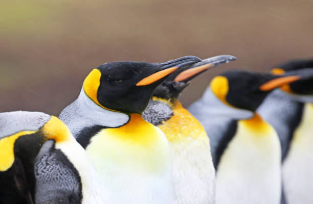istock King Penguin Resting in a group.  Falkland Islands 1483132297