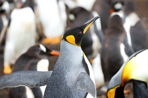 King Penguin Stretching its Wings, Standing in a group.  Falkland Islands. Rainy Day