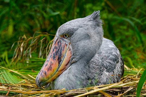 Close-up of shoebill on the nest in a swamp. Shoebills has previously been classified with the storks in the order Ciconiiformes, but genetic evidence places it with pelicans and herons in the Pelecaniformes.