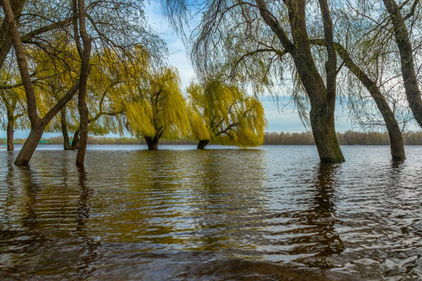 Large old trees on the picturesque bank of the Dnieper river. Spring flood stock photo