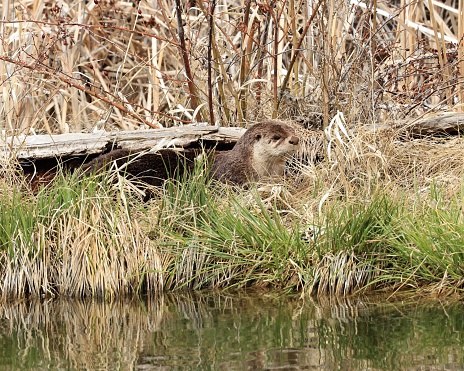 A solitary River Otter is resting in the sunshine on a grass covered riverbank.