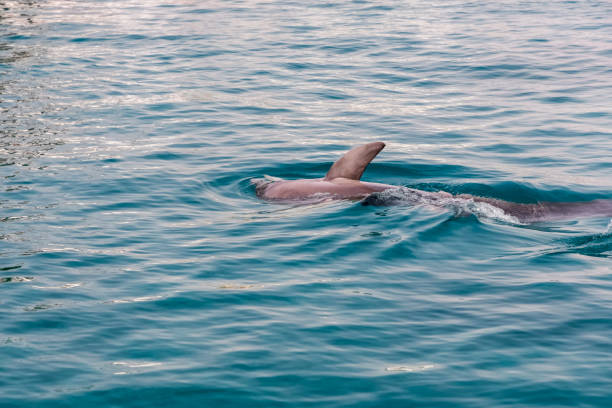 istock a very cute playful dolphin in the water 1483134668