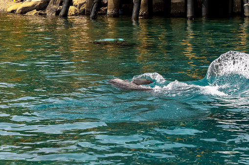 one very cute playful dolphin in clear blue sea water