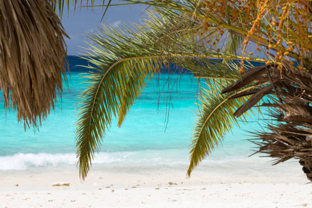 Palm trees on Cas Abao Beach, Curacao